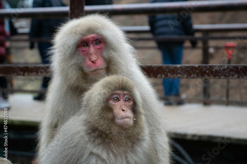 Japanese macaque monkeys Nagano hot springs