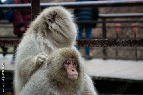 Japanese macaque monkeys Nagano hot springs