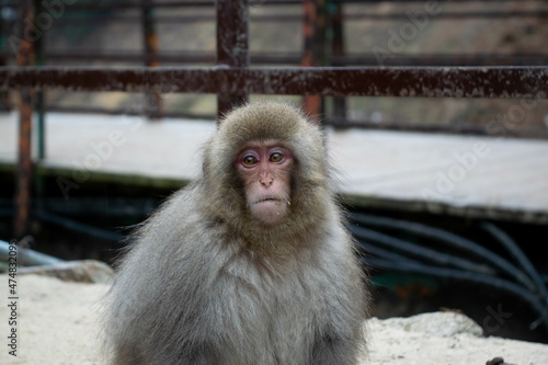 Japanese macaque monkeys Nagano hot springs