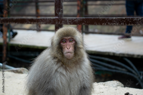 Japanese macaque monkeys Nagano hot springs