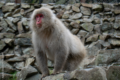 Japanese macaque monkeys Nagano hot springs