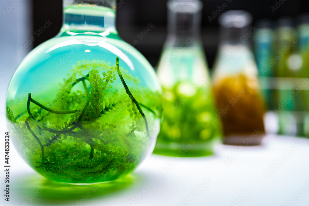 green alga laboratory research, alternative biofuel energy technology, biotechnology concept green alga laboratory research, alternative biofuel energy technology, biotechnology concept