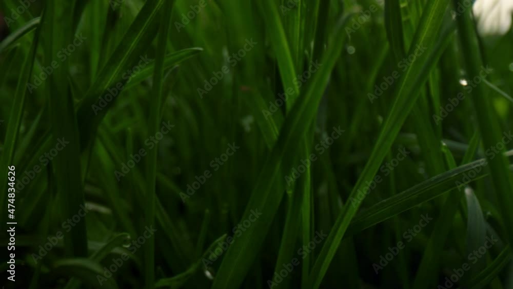 Dew drops on morning fresh grass in closeup. Peaceful meditative nature scene.