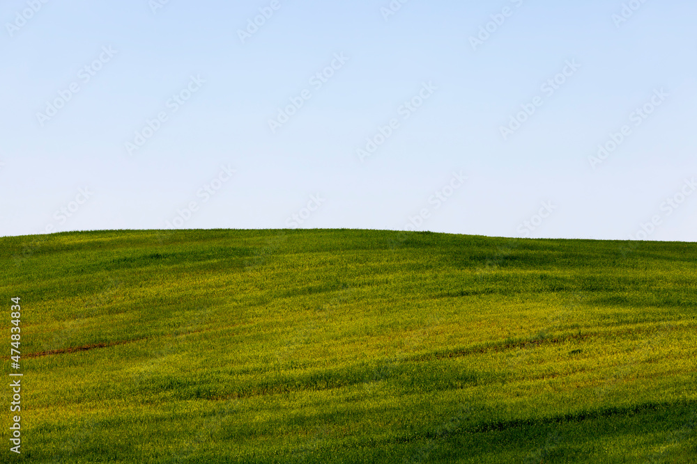 green cereals are immature in an agricultural field green cereals are immature in an agricultural field