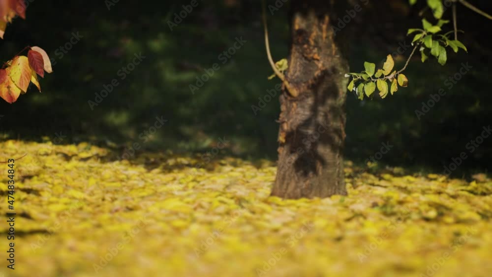 Ground view of the cover of the colorful autumn leaves, tree stunk and shrubs on the blurry background. Ground view of the cover of the colorful autumn leaves, tree stunk and shrubs on the blurry background.