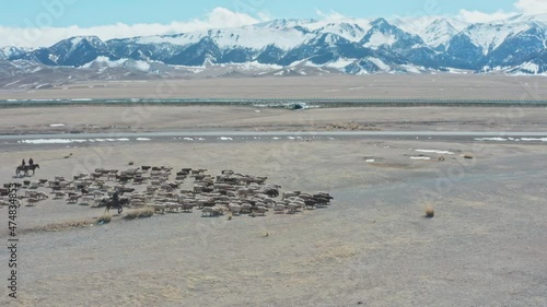 Large herd of sheep moving on alpine meadow. Aerial view sunny winter day. Modern nomadic shepherd.