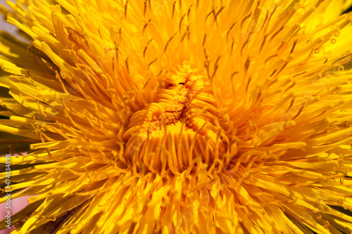 a field with yellow blooming dandelions in the spring season