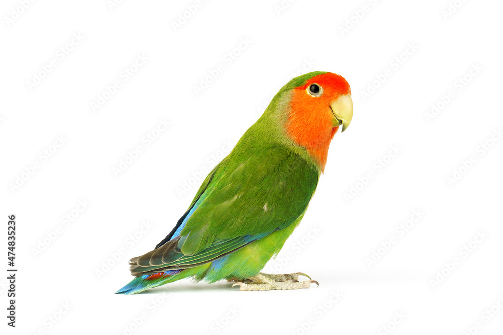 Fototapeta premium Lovebird parrot isolated on white background. colorful bird