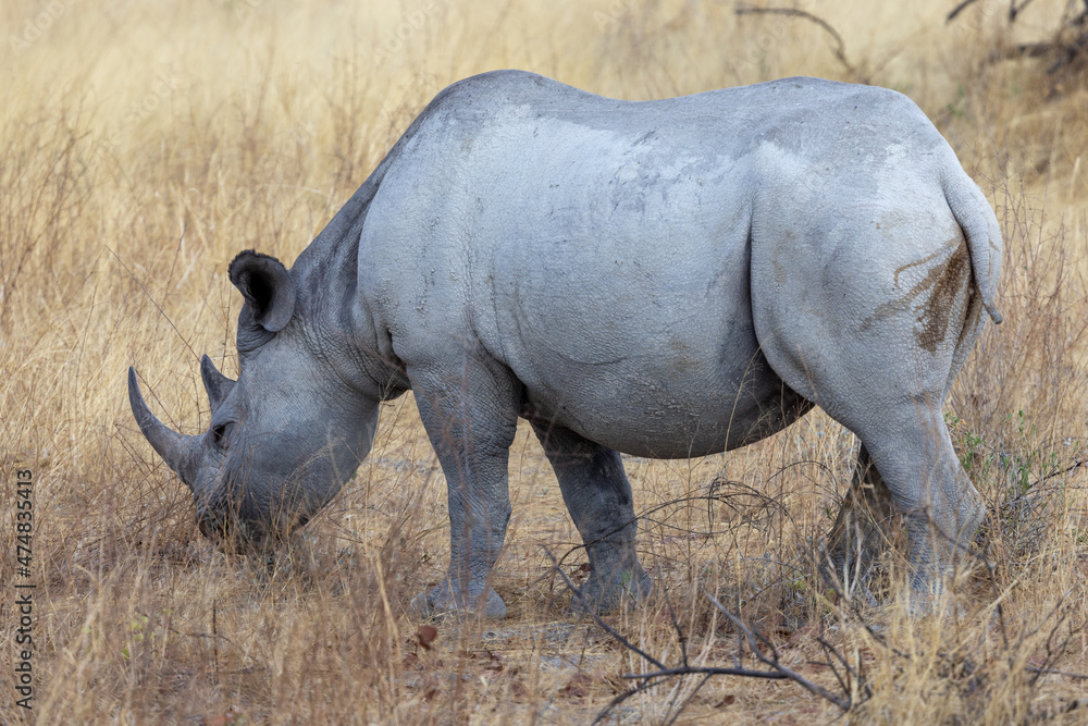 Obraz premium Ein junges Spitzlippennashorn grasend im Etosha Nationalpark in der Seitenansicht