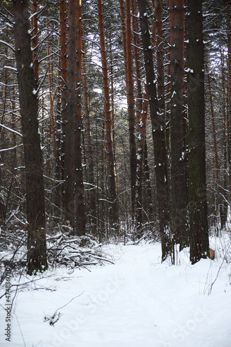 winter landscape - path through winter forest