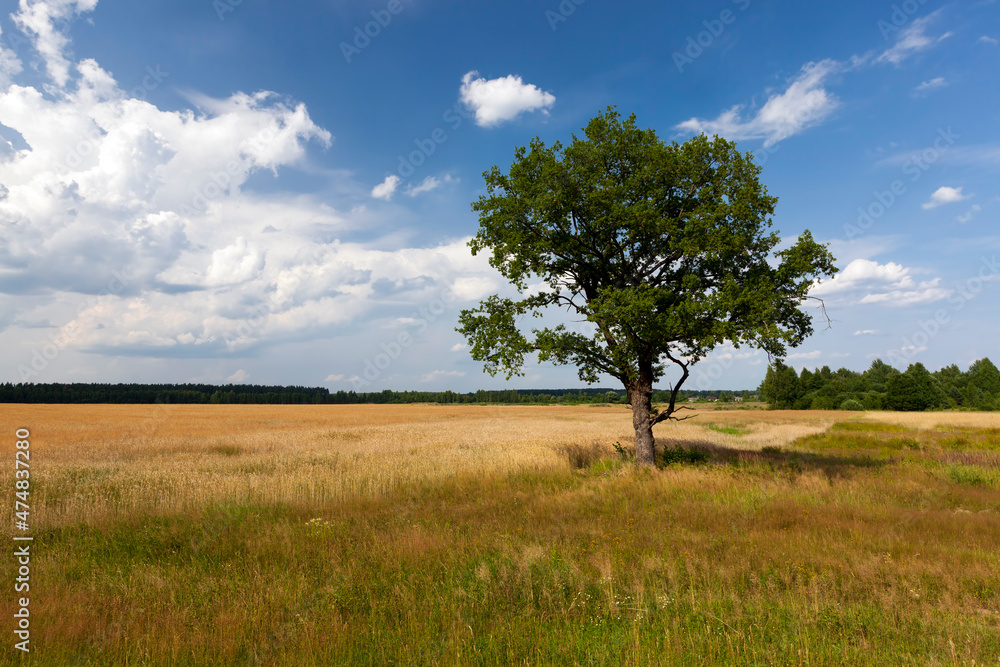 one tree growing in the summer in the field one tree growing in the summer in the field