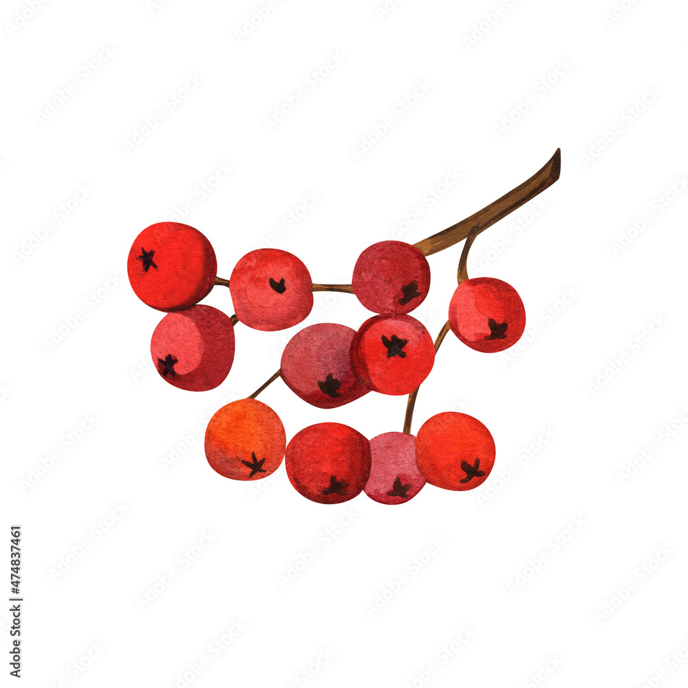 Sprig with rowan berries. Watercolor illustration on isolated white background. Sprig with rowan berries. Watercolor illustration on isolated white background.