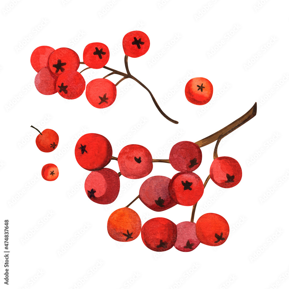 Rowan berries and twigs. Watercolor illustration on isolated white background. Rowan berries and twigs. Watercolor illustration on isolated white background.