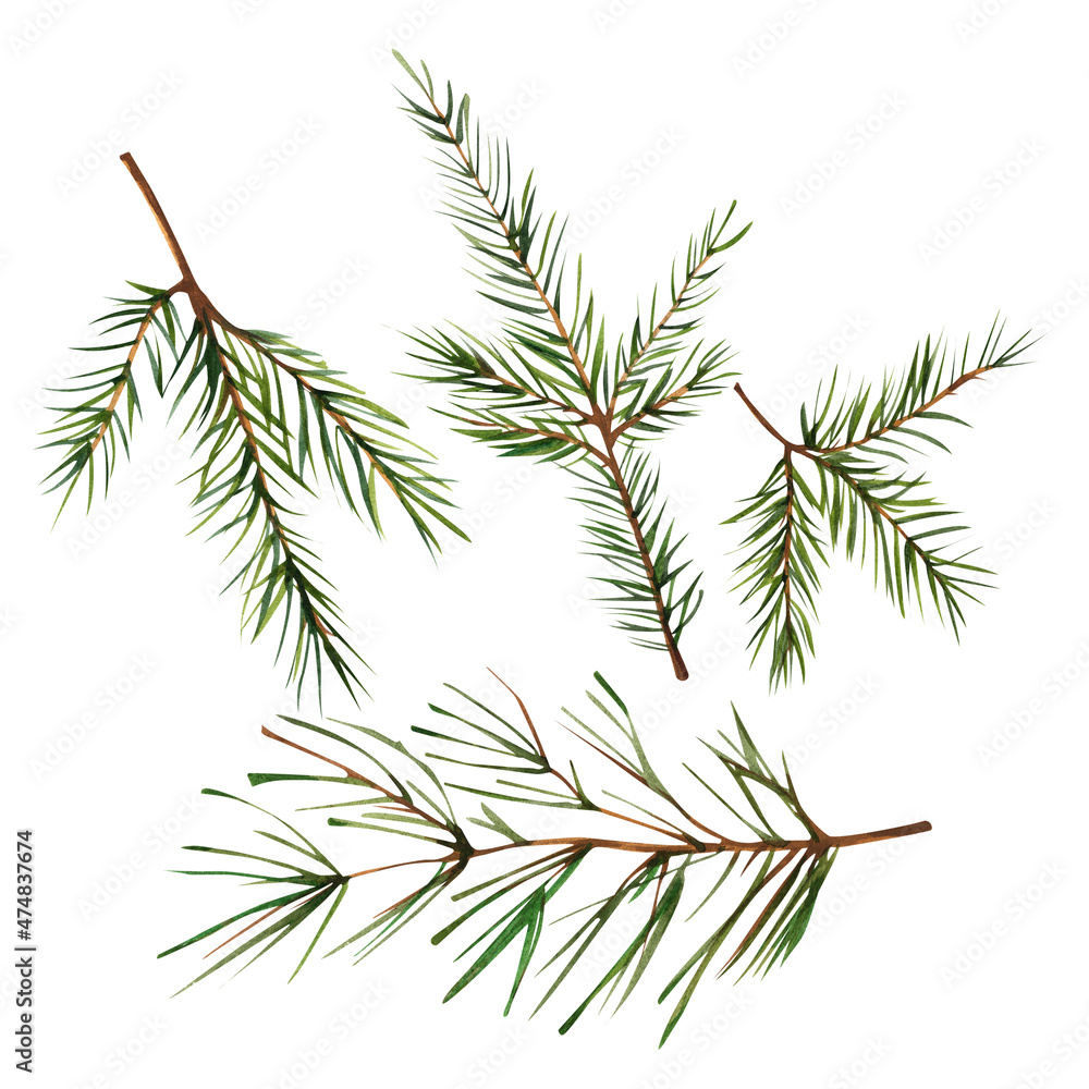 Set of spruce branches. Watercolor illustration on isolated white background.