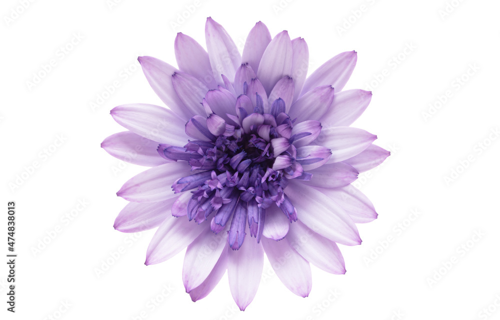 Osteosperumum Flower Daisy Isolated Osteosperumum Flower Daisy Isolated