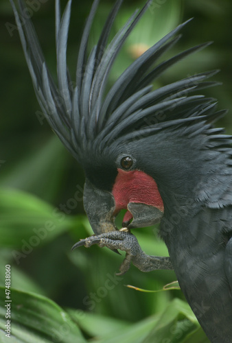 Probosciger aterrimus, The palm cockatoo or the goliath or great black cockatoo, is a large smoky grey or black parrot of the cockatoo family native to Papua, Aru Islands, Indonesia 