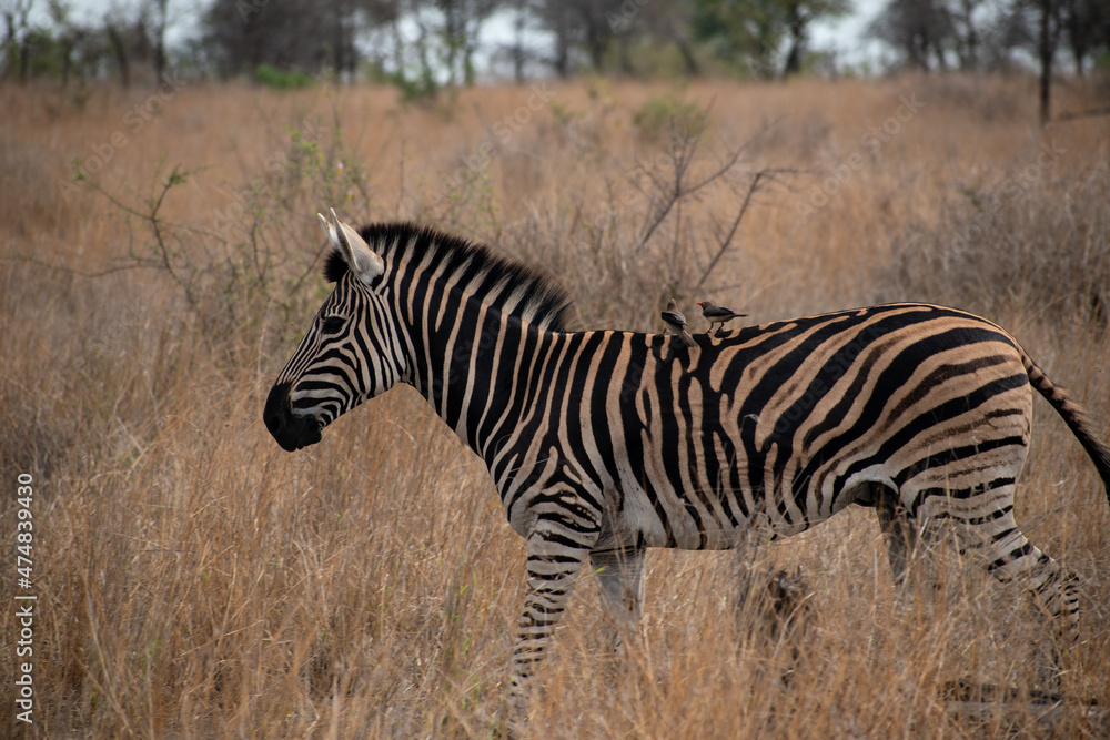 zebra in the savannah