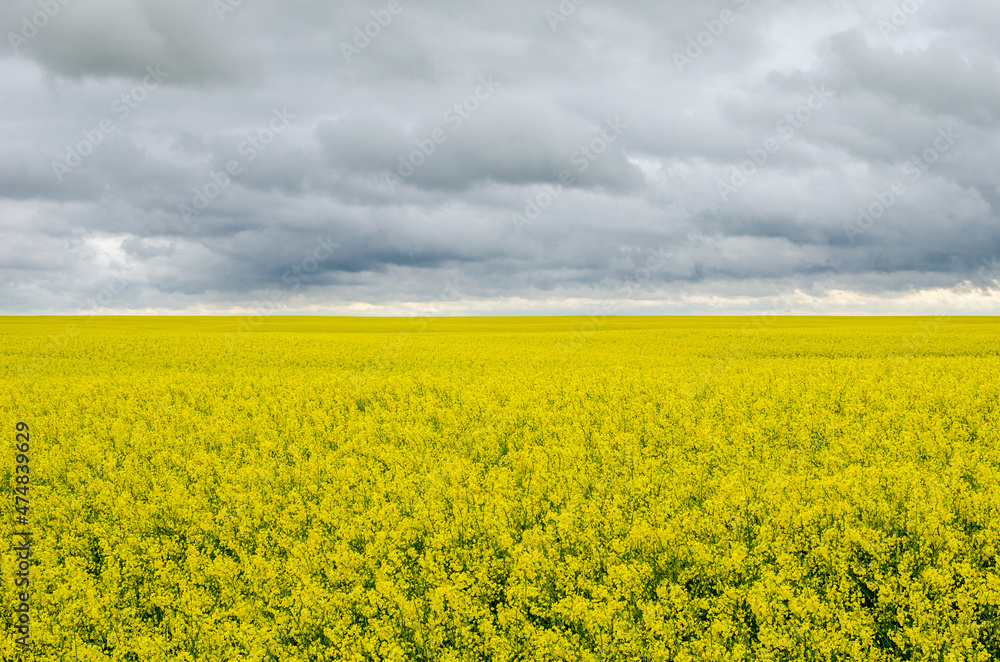 Yellow meadow under grey sky with clouds Yellow meadow under grey sky with clouds