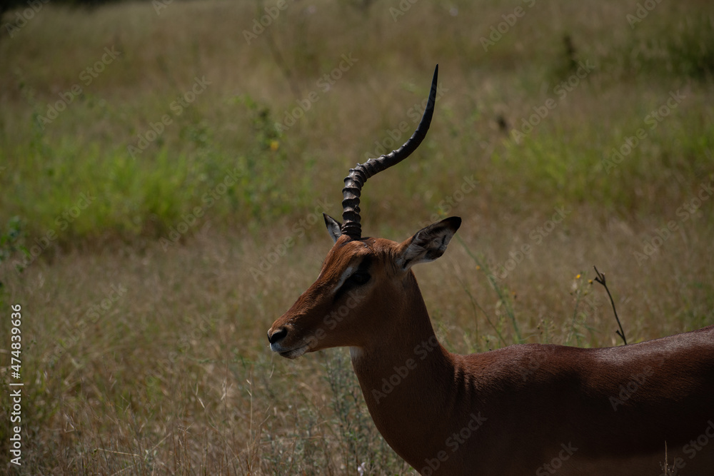 impala in the savannah impala in the savannah
