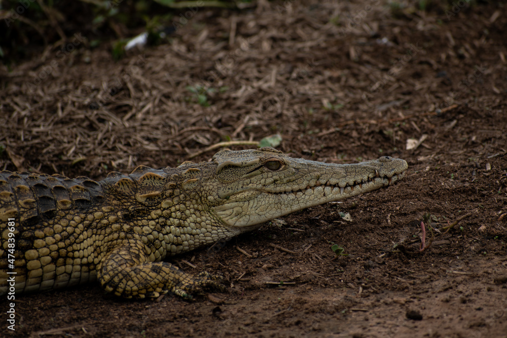 Fototapeta premium baby crocodile