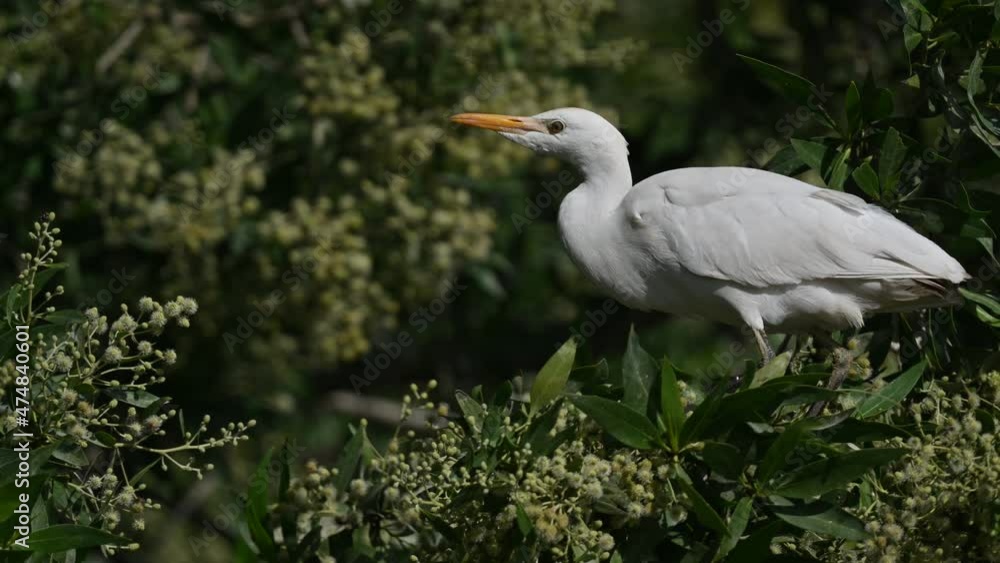 Cattle egret wandering on the trees of the marsh land of Bahrain for food. Cattle egret wandering on the trees of the marsh land of Bahrain for food.