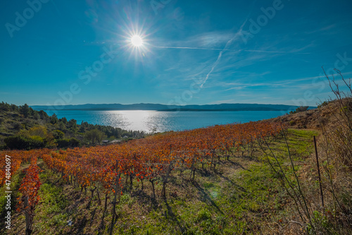 Beautiful vineyards on Brac island, Croatia, bathing in the autumn sun. Red fresh grape vines on a slope.