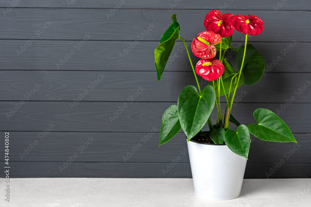 House plant Anthurium in white flowerpot isolated on white table and gray background Anthurium is heart - shaped flower Flamingo flowers or Anthurium andraeanum