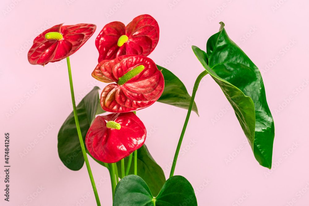 Fototapeta premium House plant Anthurium in white flowerpot isolated on white table and pink background Anthurium is heart - shaped flower Flamingo flowers or Anthurium andraeanum