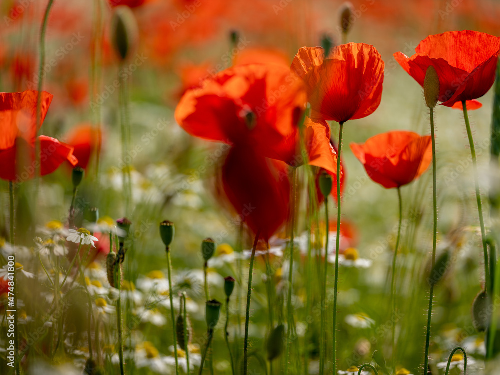 Fototapeta premium Summer Poppy Meadow