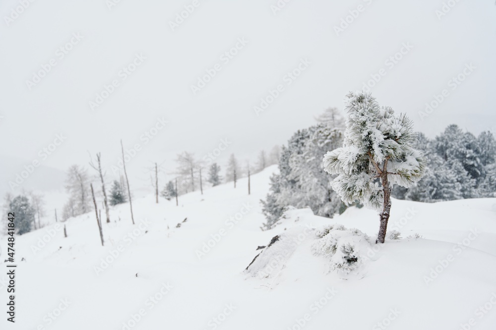 Obraz premium Branches of a winter young spruce covered with frosty moisture and snow in the cold, winter in bokeh against the background of snow-capped stones in the mountains