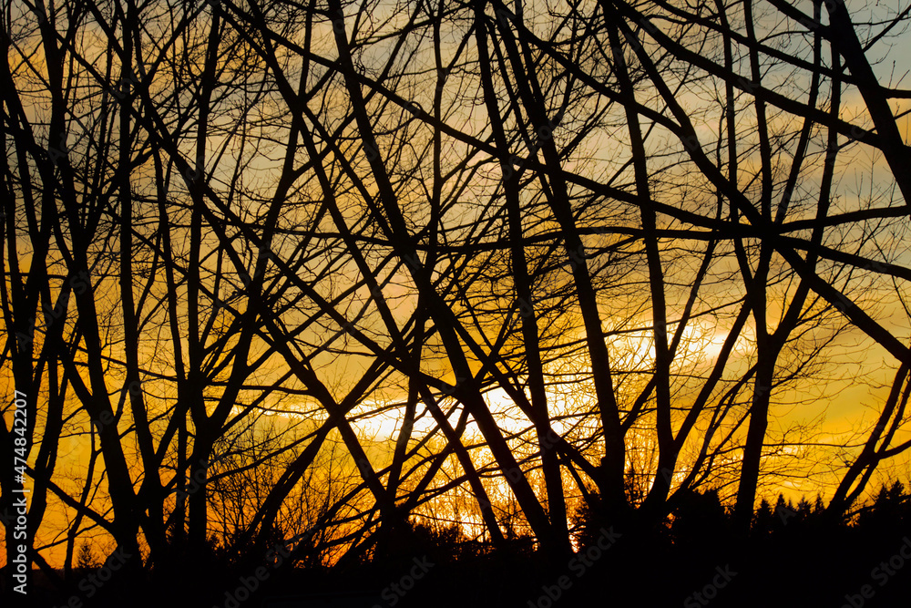 sunset through the trees sunset through the trees