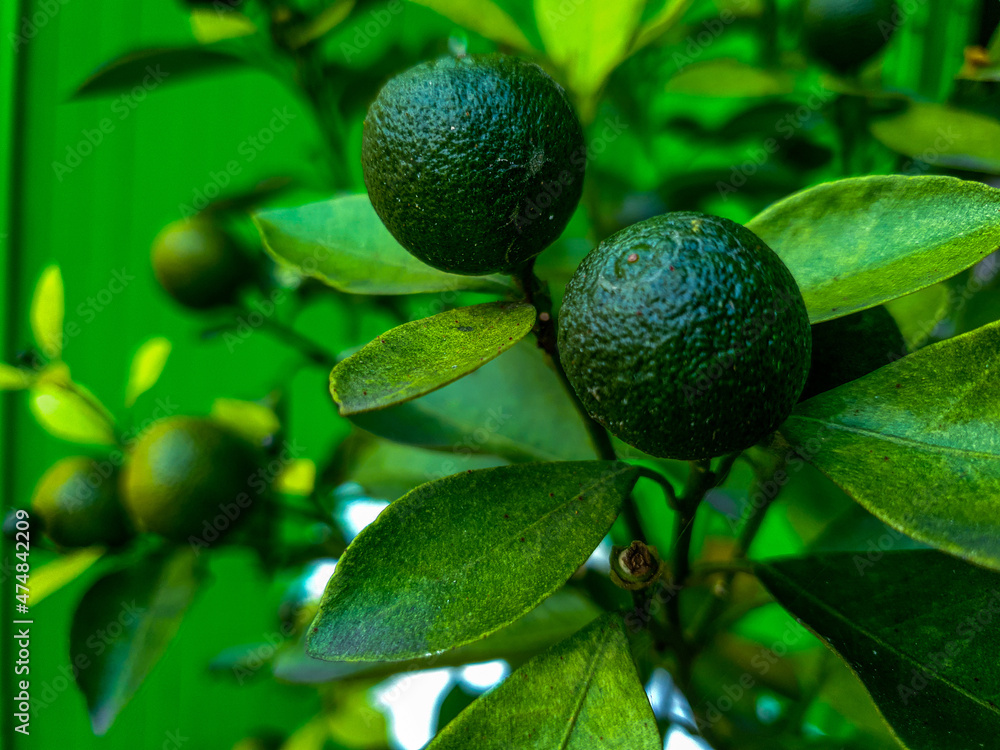 green orange fruit tree