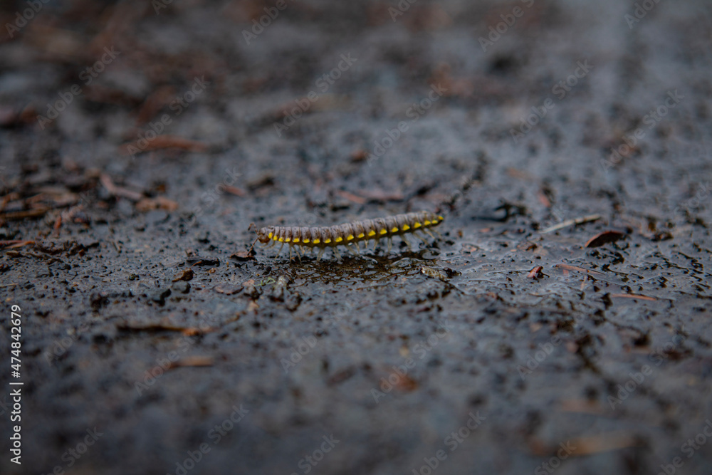 caterpillar on a leaf