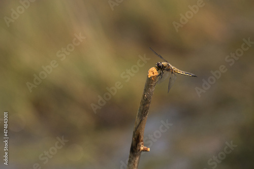 Vierfleck (Libellula quadrimaculata)