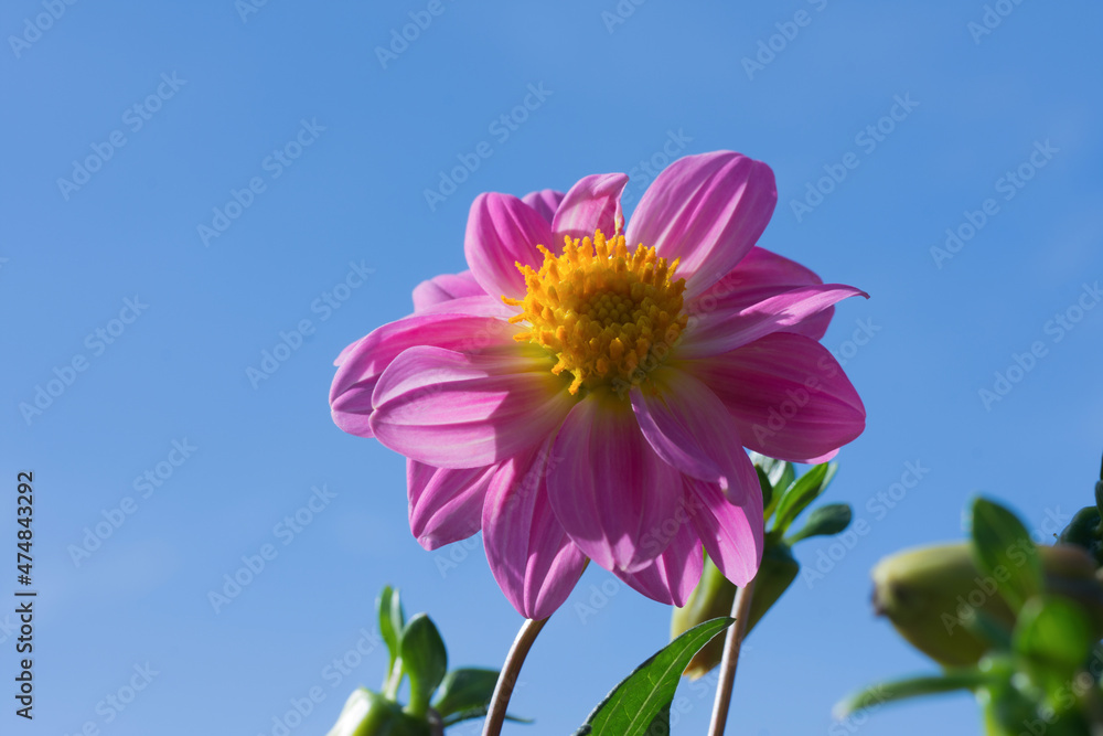 Pink of dahlia illuminated by sunlight, with a blue sky background. Pink of dahlia illuminated by sunlight, with a blue sky background.