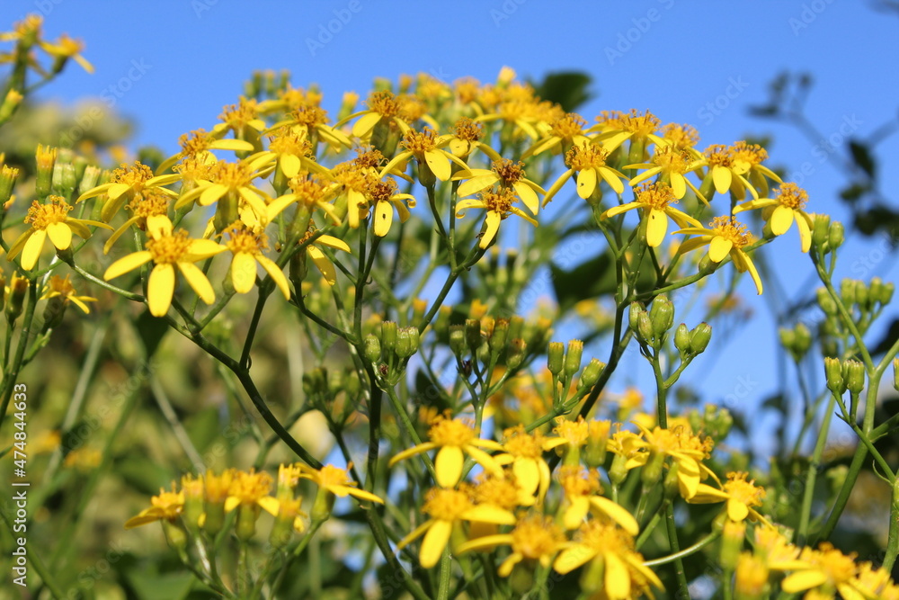 Yellow flowers in the field as a wallpaper