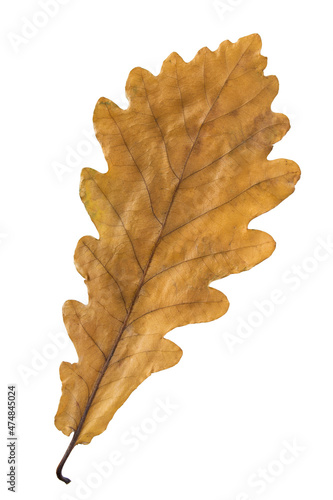 Oak leaf isolated #474845024