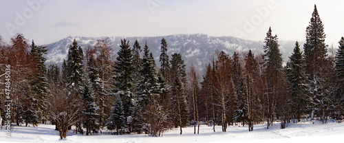 Coniferous forest in the snow on a clear winter day. Winter landscape with a mountain peak in the background