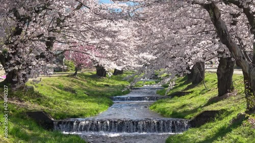 観音寺川の桜（福島県・猪苗代町）