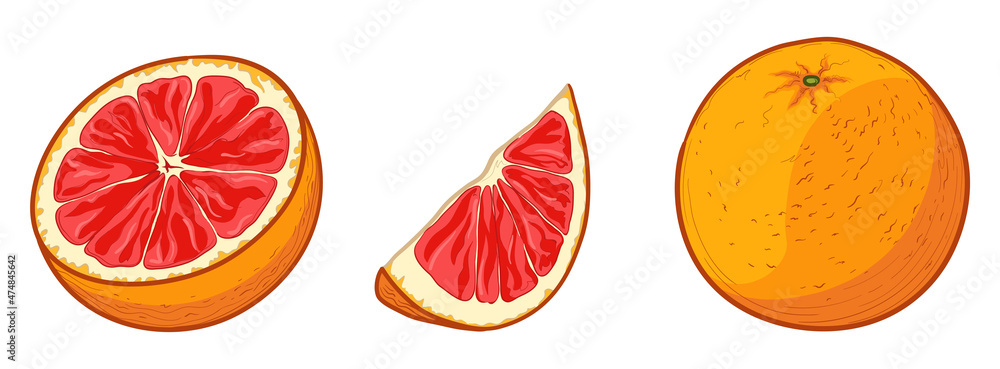 Grapefruit, whole and half cut. Vector illustration of grapefruit in cartoon style. Grapefruit, whole and half cut. Vector illustration of grapefruit in cartoon style.