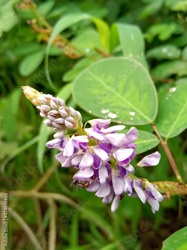 butterfly on flower Indian wild flowers ( Desmodium ) in jungal blooms in the forest photo