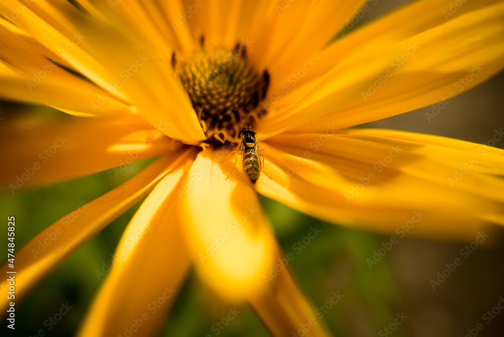 yellow flower on a green background yellow flower on a green background