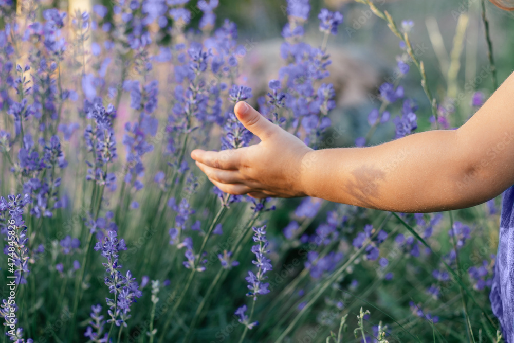 Small child's hand among large bushes of lilac lavender touching flowers of trendy color of the year 2022