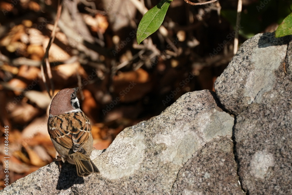 sparrow on the rock