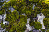 A huge stone overgrown with moss on the top of the mountain. Texture.