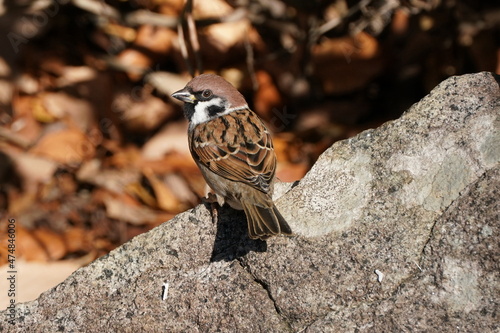 sparrow on the rock