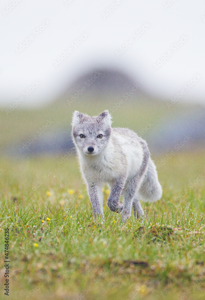 Obraz premium Arctic Fox cub running around on the tundra in the Arctic