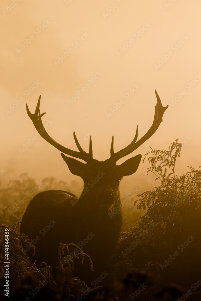 Fototapeta premium Red deer stag silhouette at dawn in Busy Park, London