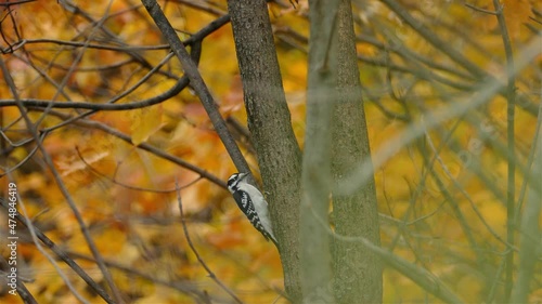 Hairy woodpecker (Leuconotopicus villosus) hammering tree trunk in colorful autumn forest photo