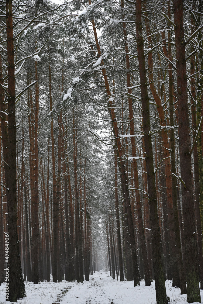 Winter forest landscape, snow-covered trees, winter landscape. Winter forest landscape, snow-covered trees, winter landscape.